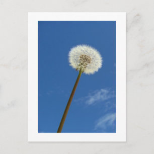 Dandelion contra el cielo azul - postal