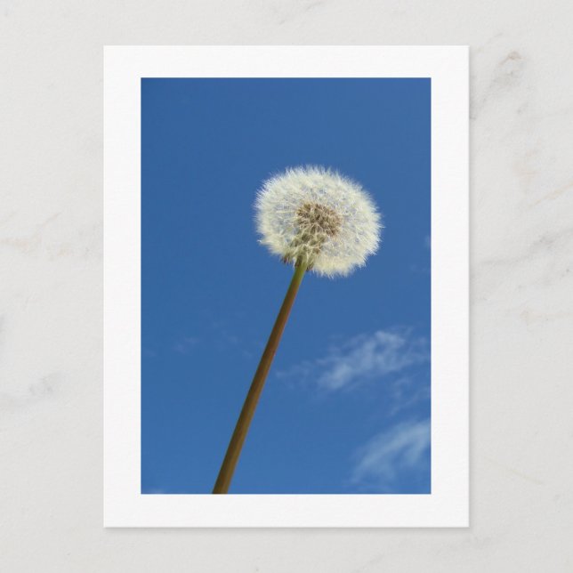 Dandelion contra el cielo azul - postal (Anverso)