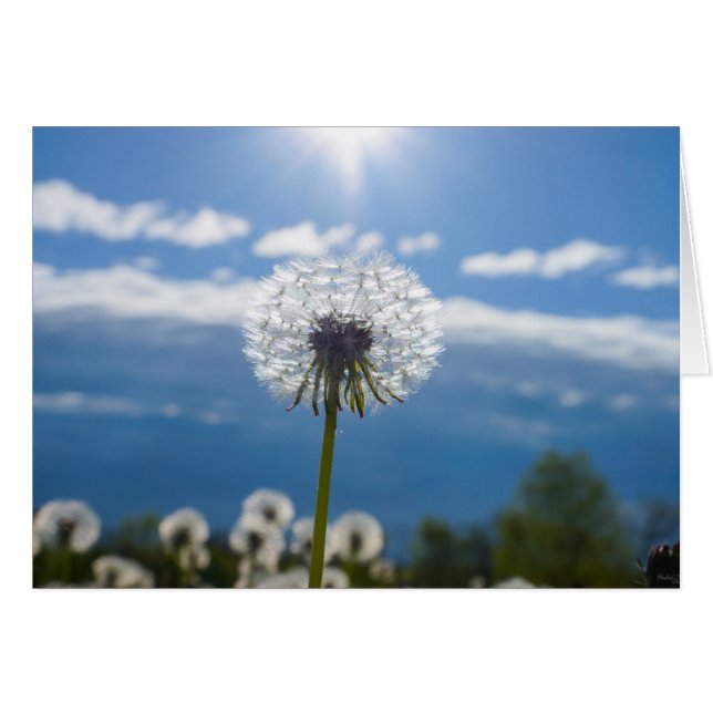 Dandelion En La Luz (Anverso (Horizontal))