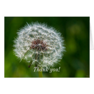 Dandelion In Light Agradece Card