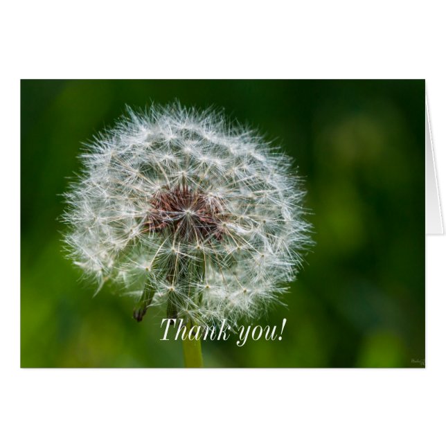 Dandelion In Light Agradece Card (Anverso (Horizontal))