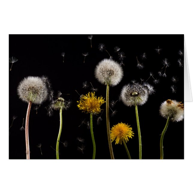 Dandelion negro moderno (Anverso (Horizontal))