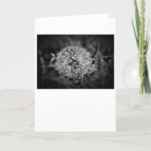 Dandelion / Noir, tarjeta