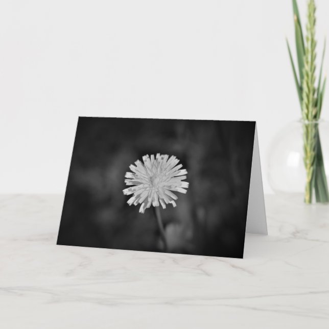 Dandelion / Noir, tarjeta (Anverso)