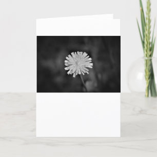 Dandelion / Noir, tarjeta