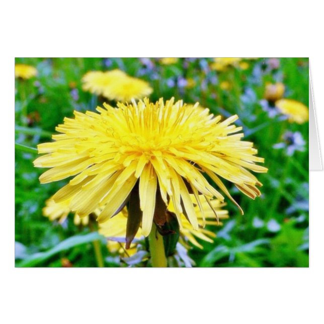 Dandelion On Field (Anverso (Horizontal))