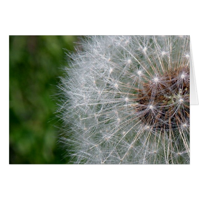Dandelion Puff (Anverso (Horizontal))