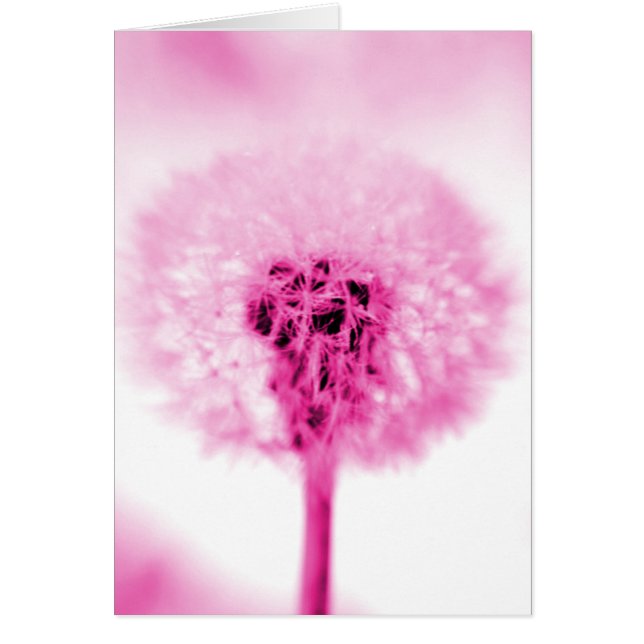 Dandelion rosa (Frente)