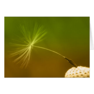 Dandelion Seed