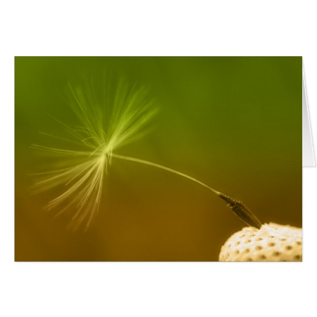 Dandelion Seed (Anverso (Horizontal))