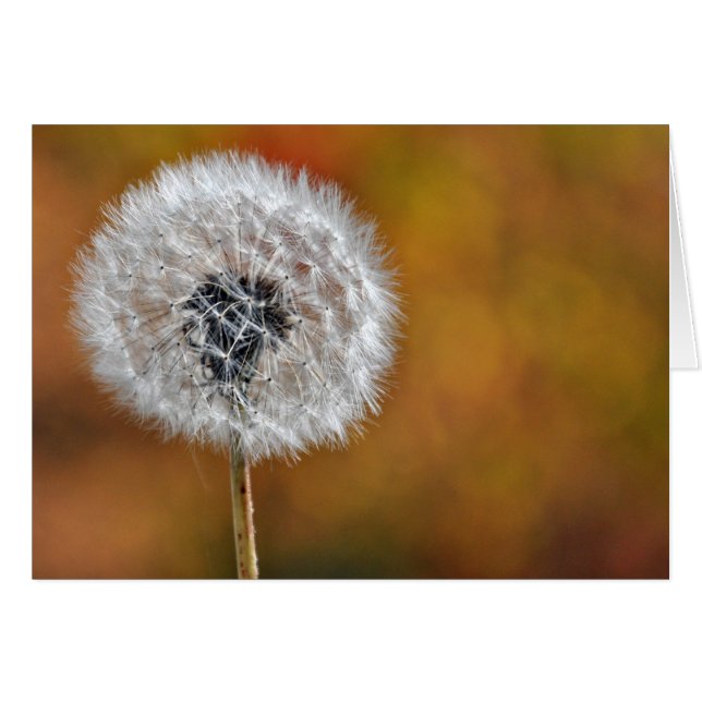 Dandelion Seed Head (Anverso (Horizontal))