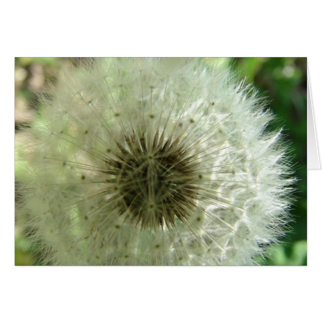 Dandelion Seeds (Anverso (Horizontal))
