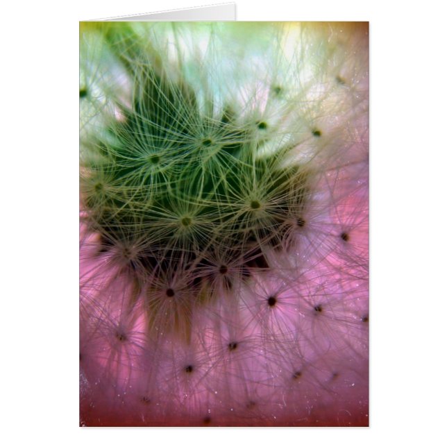 Dandelion Seeds (Frente)