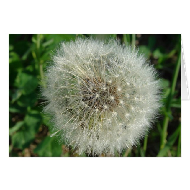 Dandelion Seeds (Anverso (Horizontal))
