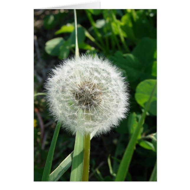 Dandelion Seeds (Frente)