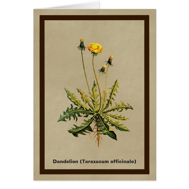Dandelion Sobre Papel Antiguo (Frente)