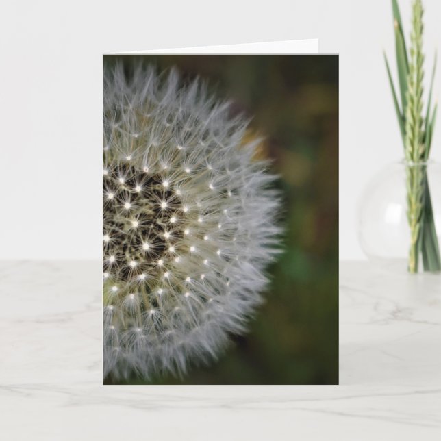 Dandelion, tarjeta (Anverso)