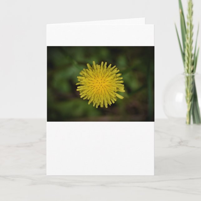 Dandelion, tarjeta (Anverso)