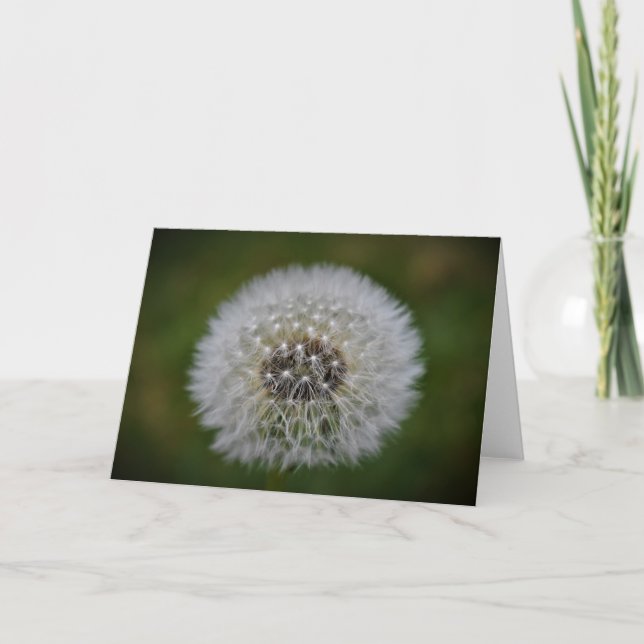 Dandelion, tarjeta (Anverso)