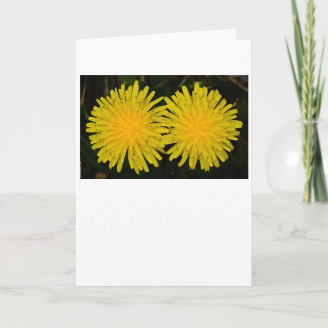 Dandelion, tarjeta (Anverso)