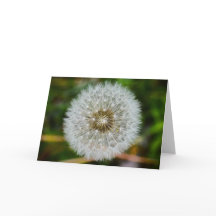Dandelion, tarjeta