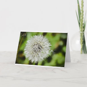 Dandelion, tarjeta