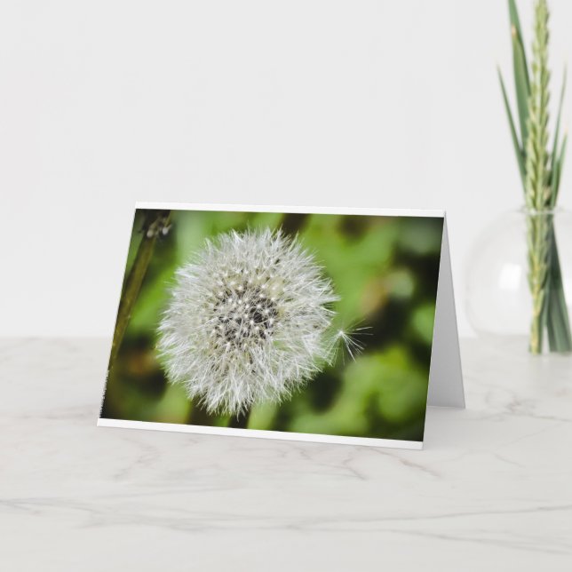 Dandelion, tarjeta (Anverso)