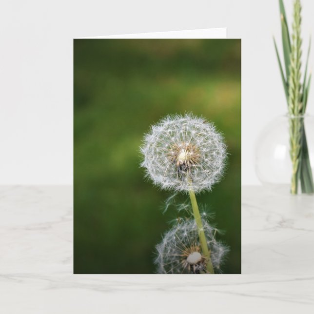 Dandelion, tarjeta (Anverso)