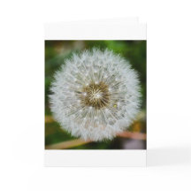 Dandelion, tarjeta