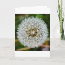 Dandelion, tarjeta