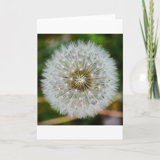 Dandelion, tarjeta (Anverso)