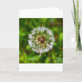 Dandelion, tarjeta