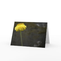 Dandelion, tarjeta