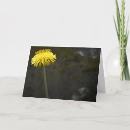 Dandelion, tarjeta