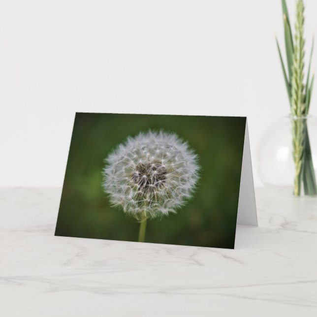 Dandelion, tarjeta (Anverso)