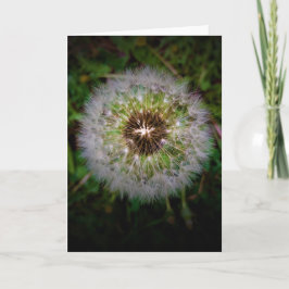 Dandelion, tarjeta