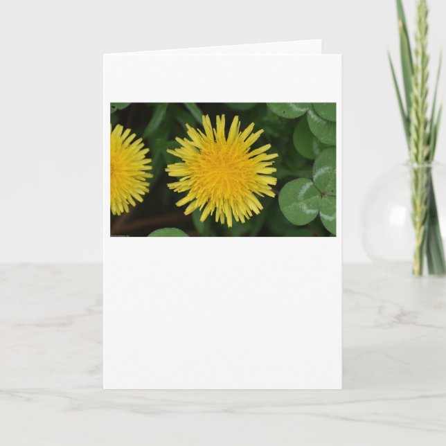 Dandelion, tarjeta (Anverso)