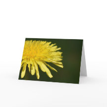 Dandelion, tarjeta