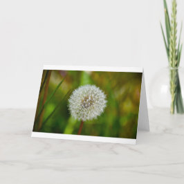 Dandelion, tarjeta