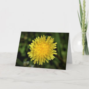 Dandelion, tarjeta