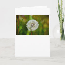 Dandelion, tarjeta
