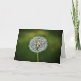 Dandelion, tarjeta