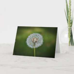 Dandelion, tarjeta