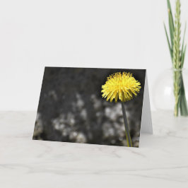 Dandelion, tarjeta