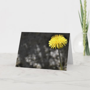 Dandelion, tarjeta