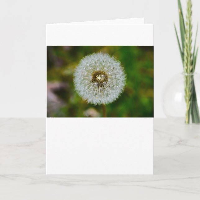 Dandelion, tarjeta (Anverso)