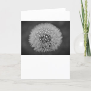 Dandelion, tarjeta