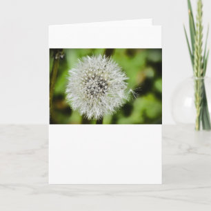 Dandelion, tarjeta