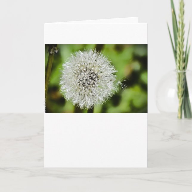 Dandelion, tarjeta (Anverso)