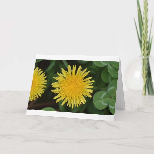 Dandelion, tarjeta (Anverso)
